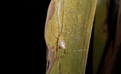 Thwaitesia margaritifera