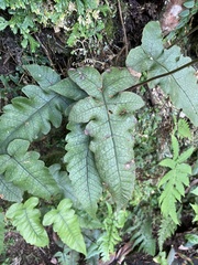 Stegnogramma wilfordii