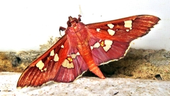 Phostria