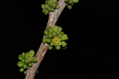 Casearia tomentosa
