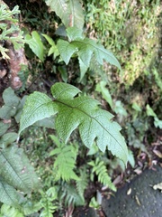 Stegnogramma wilfordii
