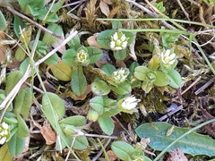 Cerastium semidecandrum