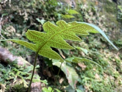 Stegnogramma wilfordii