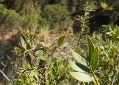 Parasteropleurus perezii