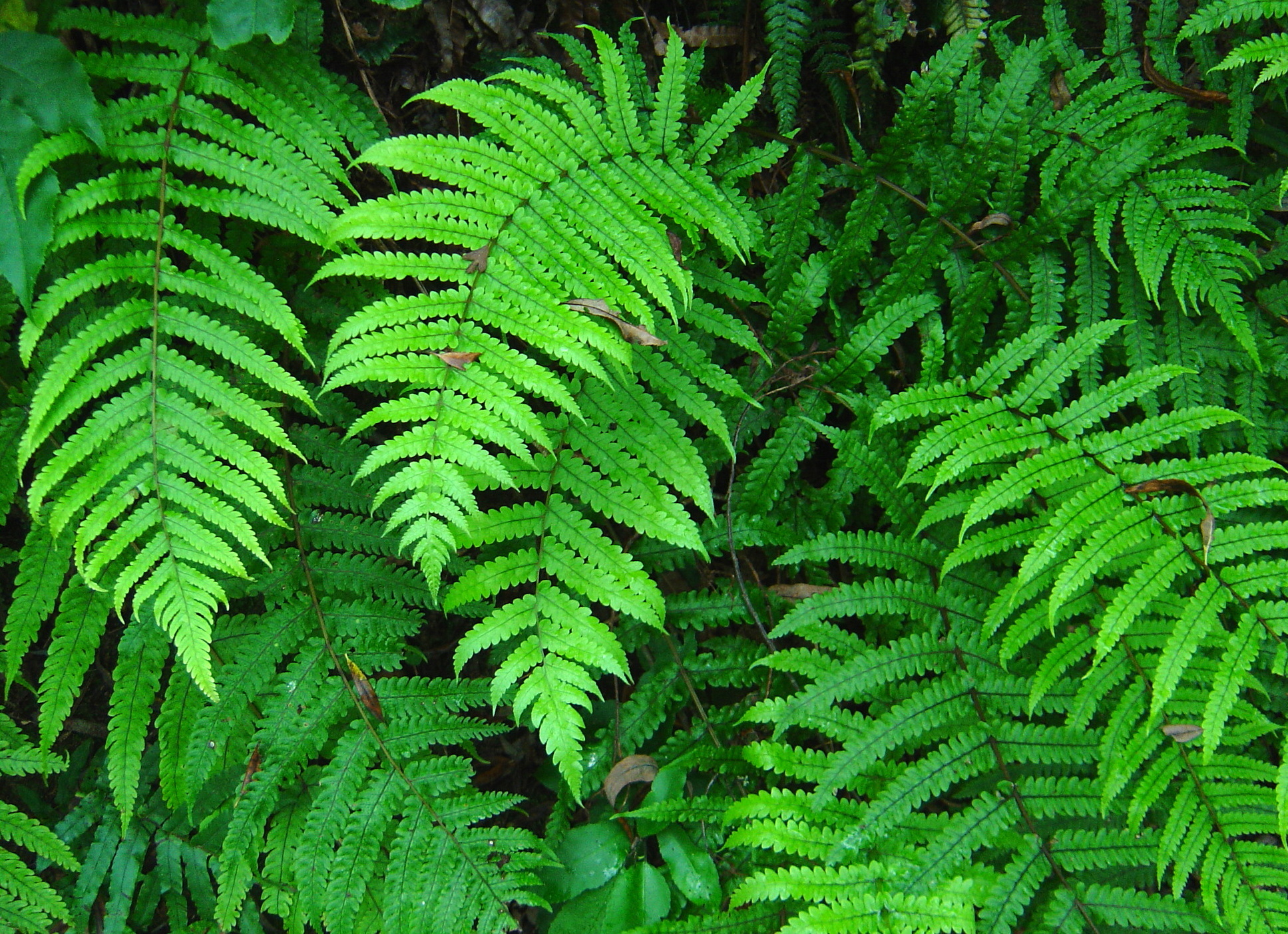 Pneumatopteris