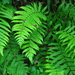Gully Fern - Photo (c) Dan and Sharon, some rights reserved (CC BY-NC-ND), uploaded by d_kluza