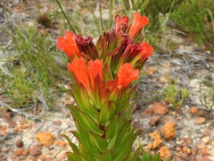 Lobostemon sanguineus