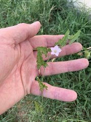 Convolvulus farinosus
