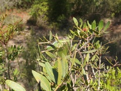 Parasteropleurus perezii