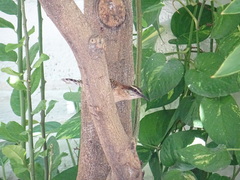 Campylorhynchus rufinucha