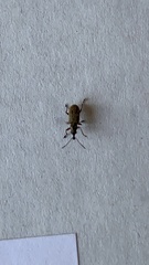 Cimberis attelaboides