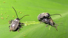Brevicolaspis griseovillosa