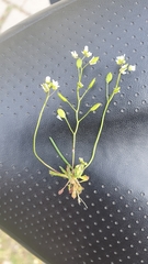 Draba praecox