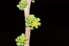 Casearia tomentosa