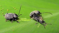Brevicolaspis griseovillosa