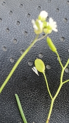 Draba praecox