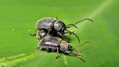 Brevicolaspis griseovillosa