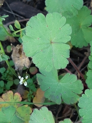 Geranium rotundifolium