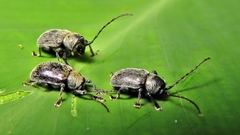 Brevicolaspis griseovillosa