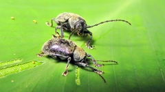 Brevicolaspis griseovillosa