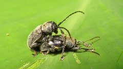 Brevicolaspis griseovillosa