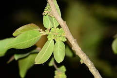 Casearia tomentosa
