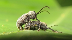 Brevicolaspis griseovillosa