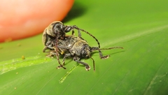 Brevicolaspis griseovillosa
