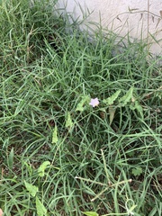 Convolvulus farinosus