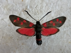 Zygaena dorycnii