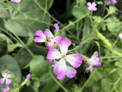 Raphanus sativus raphanistroides