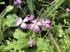 Raphanus sativus raphanistroides