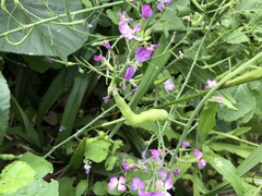 Raphanus sativus raphanistroides