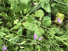 Raphanus sativus raphanistroides