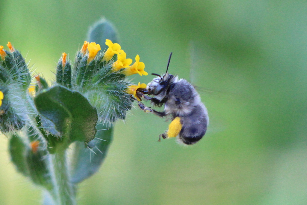 Anthophora edwardsii