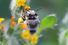 Anthophora edwardsii