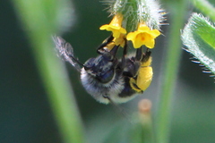 Anthophora edwardsii