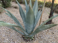 Agave weberi