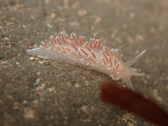 Coryphellidae