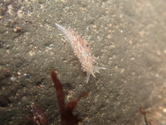Coryphellidae
