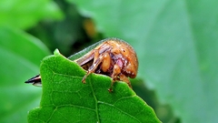 Darnini