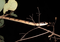 Dendrelaphis chairecacos
