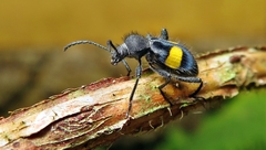 Lystronychus equestris