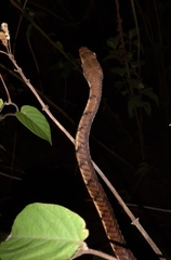 Dendrelaphis chairecacos