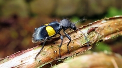 Lystronychus equestris
