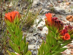 Lobostemon sanguineus