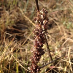 Thompsonella minutiflora