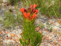 Lobostemon sanguineus