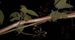 Dendrelaphis chairecacos