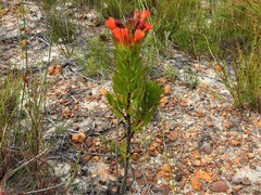 Lobostemon sanguineus